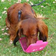 Dværggravhund Futte