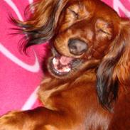 Dværggravhund Futte