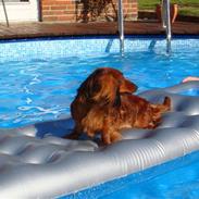 Dværggravhund Futte