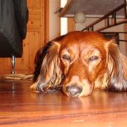 Dværggravhund Futte