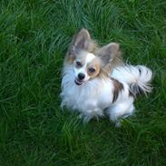 Papillon Balou