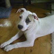 Amerikansk staffordshire terrier Ally (lulle)