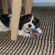 Cavalier king charles spaniel Chanel