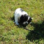 Cavalier king charles spaniel Chanel