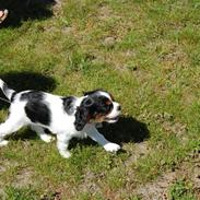 Cavalier king charles spaniel Chanel