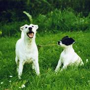 Glathåret foxterrier A - Foxingdane Governor 