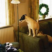 Glathåret foxterrier A - Foxingdane Governor 