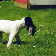 Glathåret foxterrier A - Foxingdane Governor 