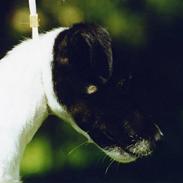 Glathåret foxterrier A - Foxingdane Governor 