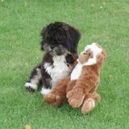 Lhasa apso Lui