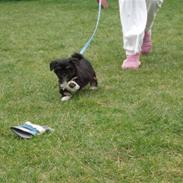 Lhasa apso Lui