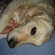 Golden retriever Siba