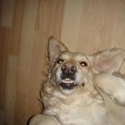 Golden retriever Siba