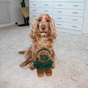 Cocker spaniel EMMA