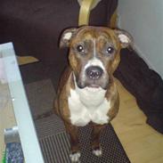 Blanding af racer Ticki R.I.P