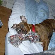 Blanding af racer Ticki R.I.P