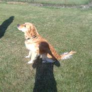 Golden retriever monrad