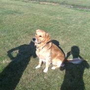 Golden retriever monrad