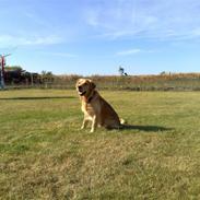 Golden retriever monrad