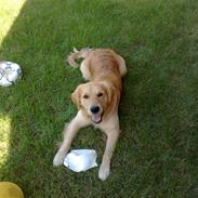 Golden retriever monrad