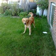 Golden retriever monrad