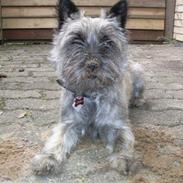 Cairn terrier Vimse *R.I.P*