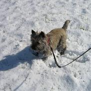 Cairn terrier Vimse *R.I.P*