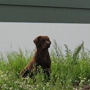 Labrador retriever {§$$ Laika $$§}