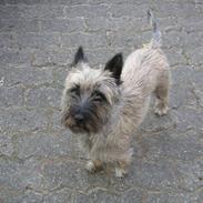 Cairn terrier Vimse *R.I.P*