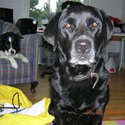 Labrador retriever Molly<3
