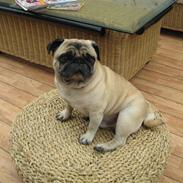 Mops Basse *opdateret*