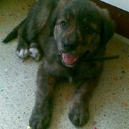 Blanding af racer trunte