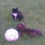 Blanding af racer trunte