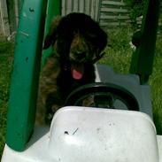 Blanding af racer trunte