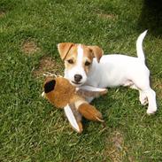 Jack russell terrier Spunk