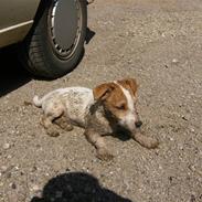 Jack russell terrier Spunk