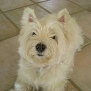 West highland white terrier Molly