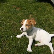 Jack russell terrier Spunk