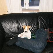 Jack russell terrier Spunk