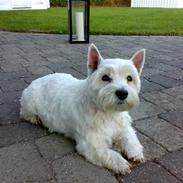 West highland white terrier Molly