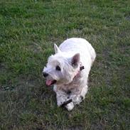 West highland white terrier Molly