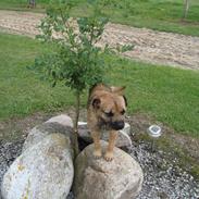 Border terrier Boss