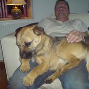 Border terrier Boss