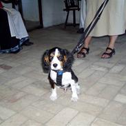 Cavalier king charles spaniel Bongi