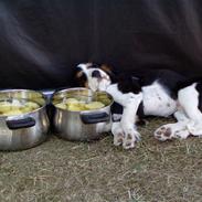 Cavalier king charles spaniel Bongi