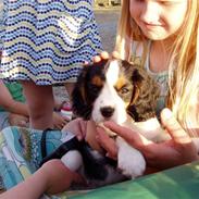 Cavalier king charles spaniel Bongi