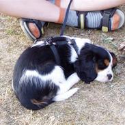 Cavalier king charles spaniel Bongi