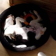 Cavalier king charles spaniel Bongi