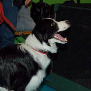 Border collie Chica