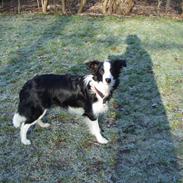 Border collie Chica